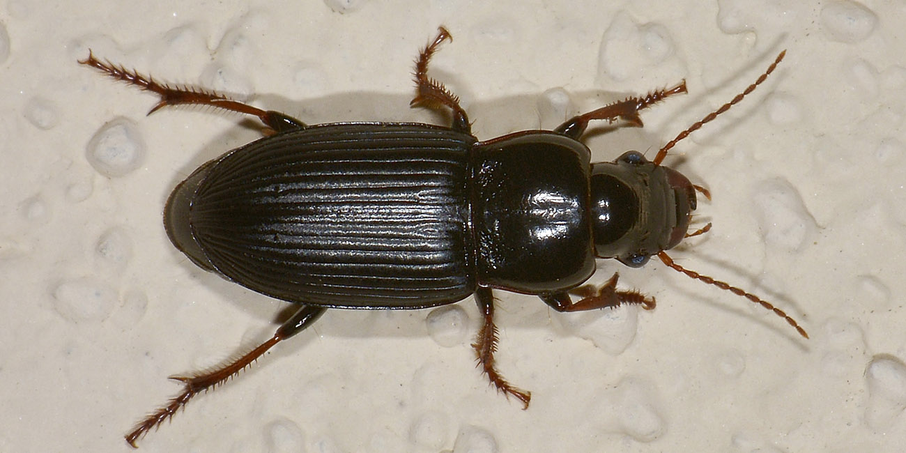 Harpalus attenuatus - Carabidae